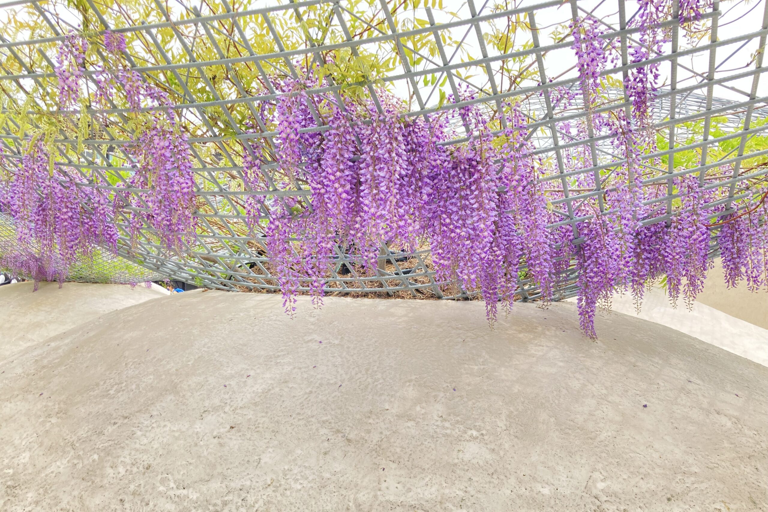 静けさの森の藤の花