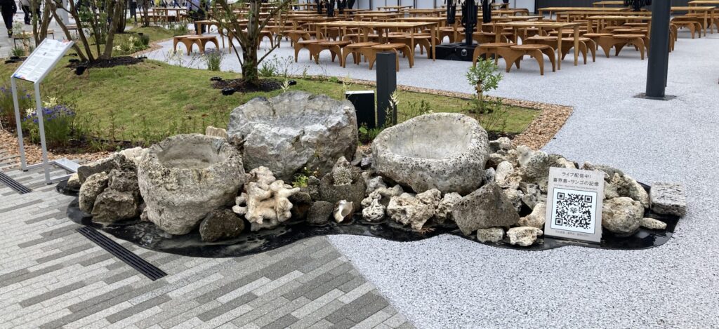 サンゴの化石