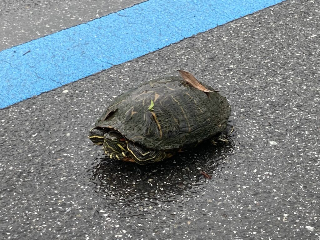 歩行者専用道路に亀