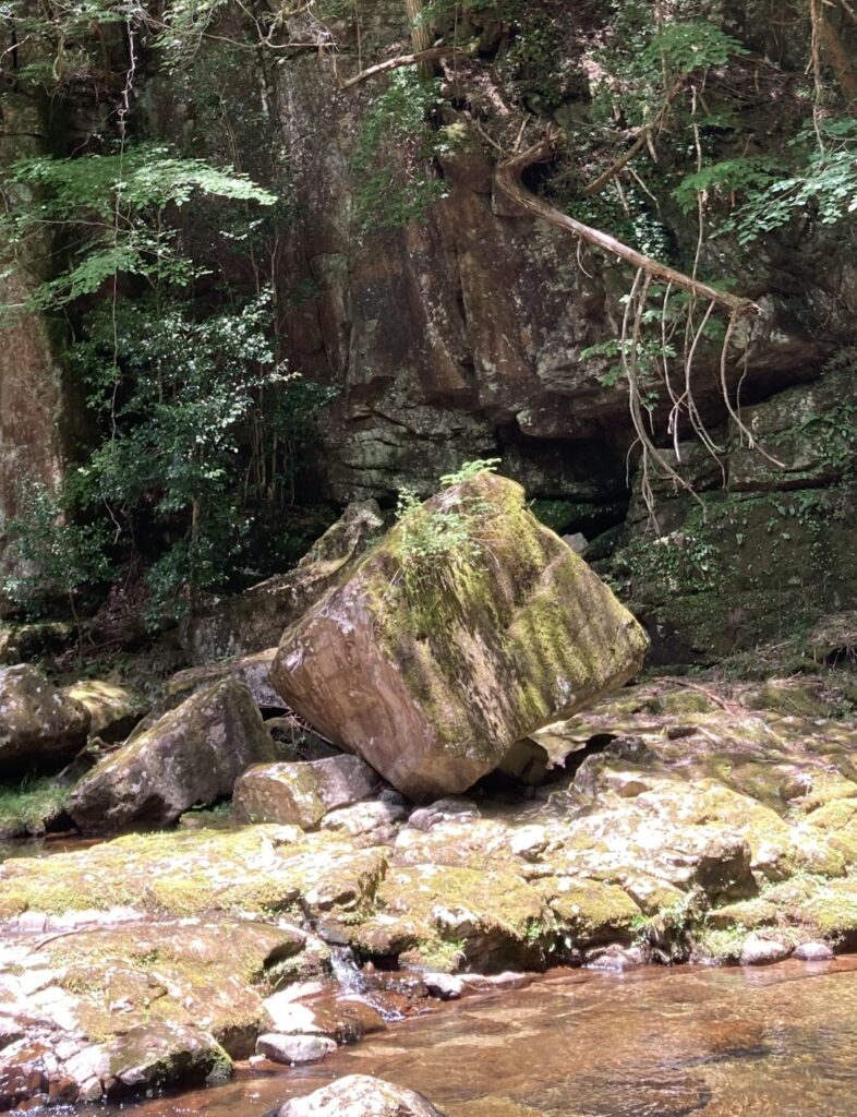 赤目滝の落石から植物