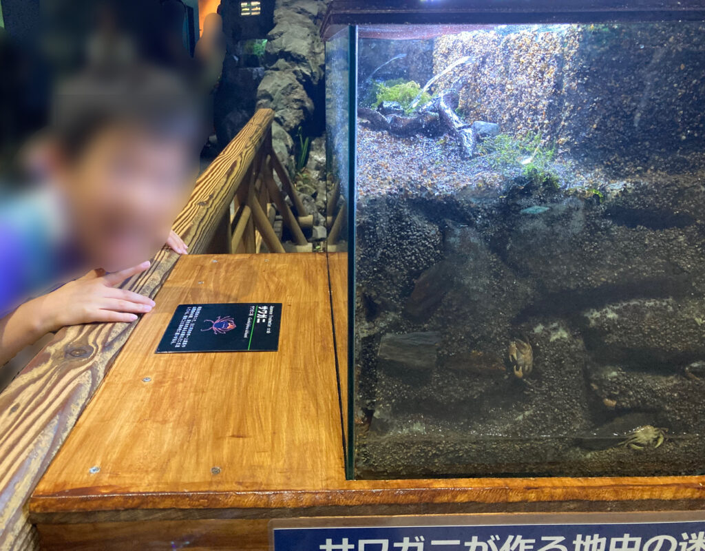 琵琶湖博物館 ｻﾜｶﾞﾆ