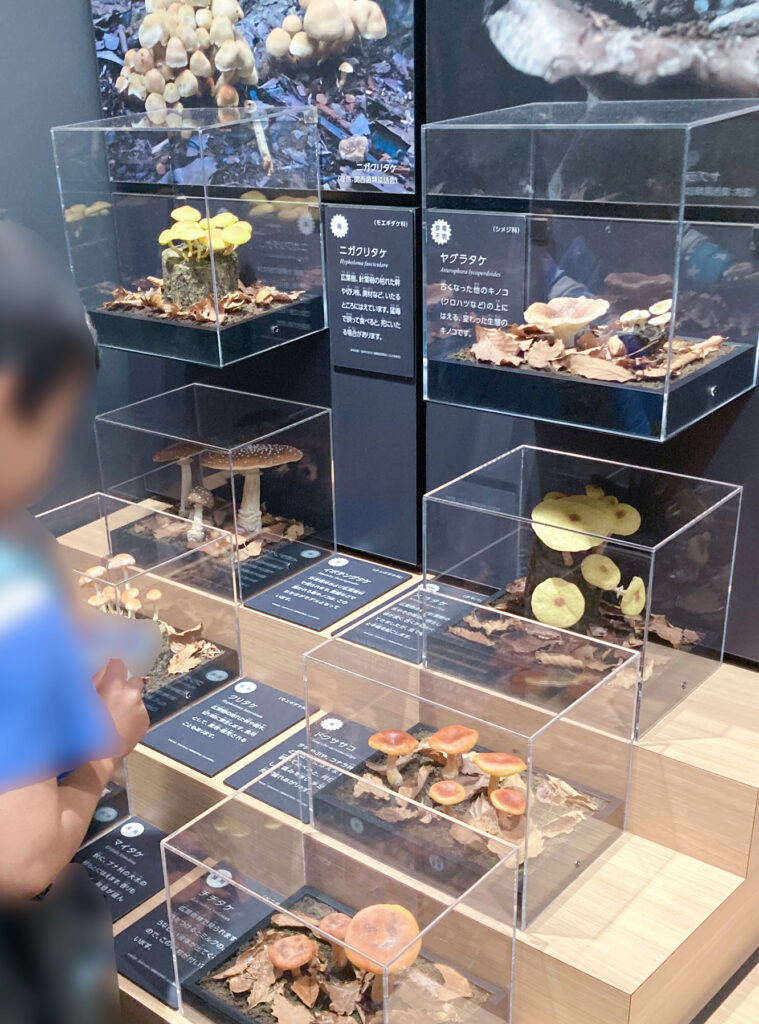 琵琶湖博物館　C展示室