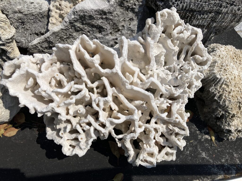 喜界島のサンゴの化石