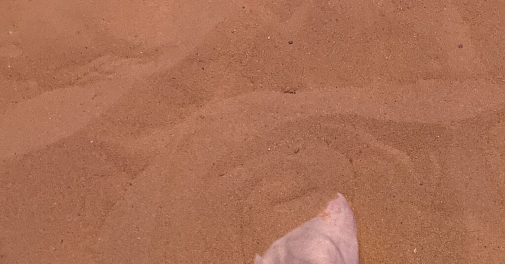 ﾖﾙﾀﾞﾝﾊﾟﾋﾞﾘｵﾝ