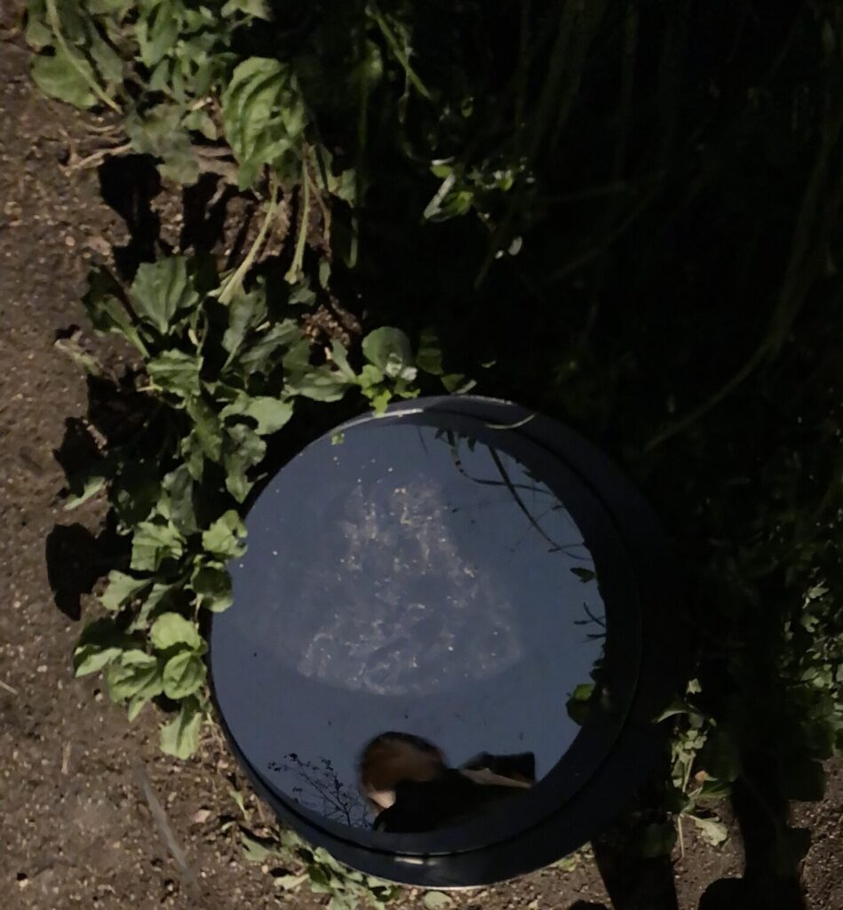 静けさの森