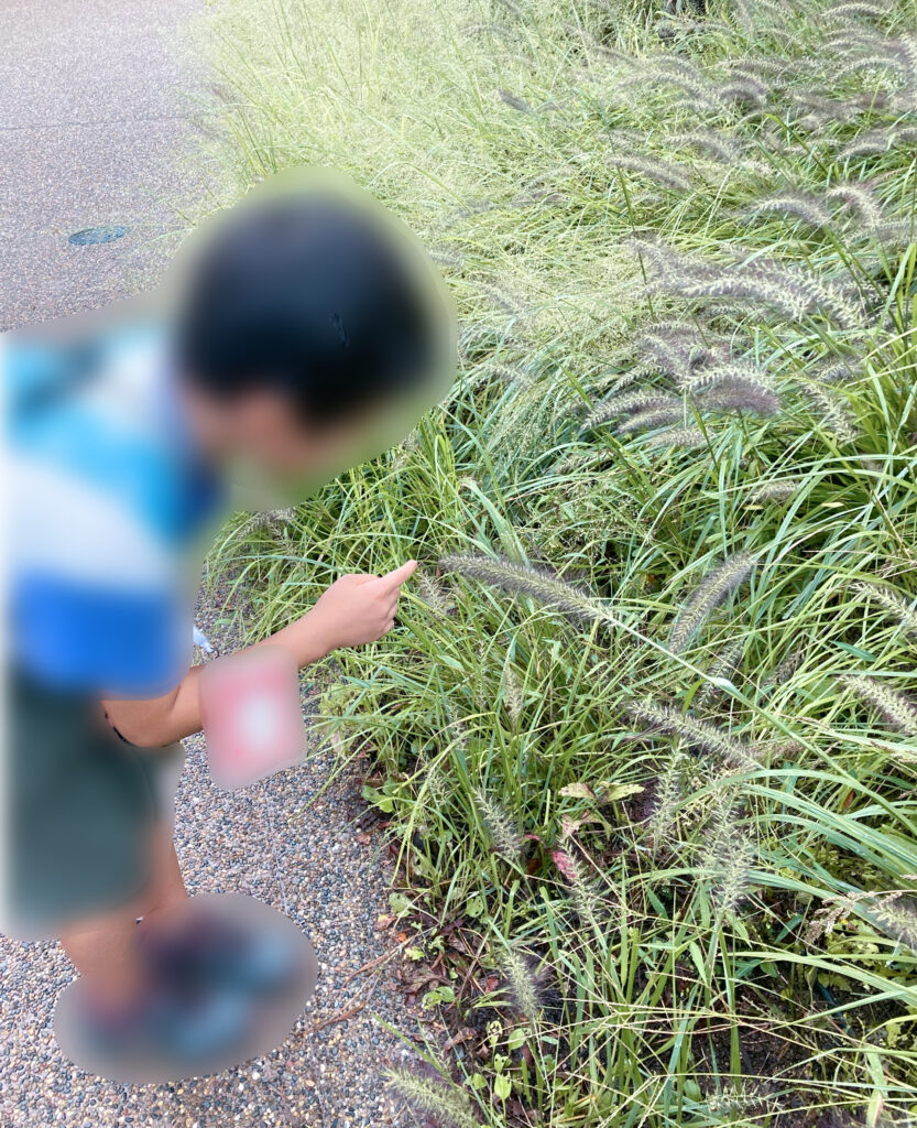 静けさの森