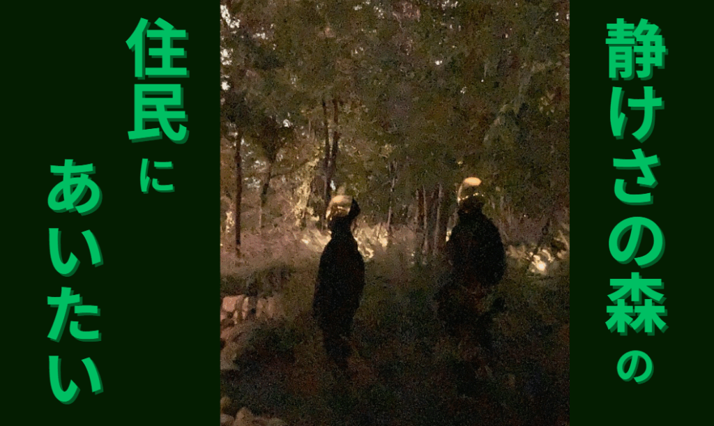 静けさの森の住民にあいたい