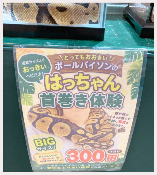 ヘビの首巻き体験