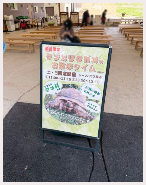 ケヅメリクガメ「クッパ」のお散歩