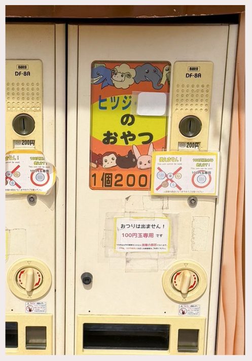 羊のエサやり