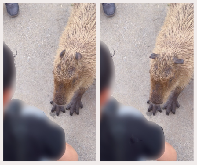 耳をパタパタさせるカピバラ