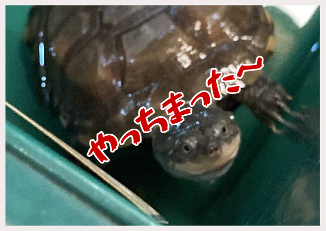 走ってみよう最終便