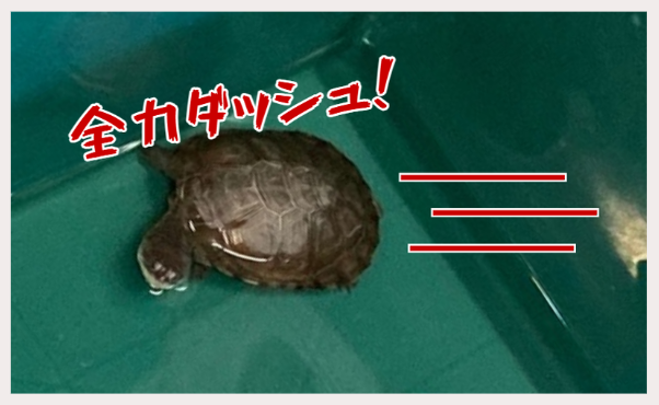 48才、全力ダッシュ