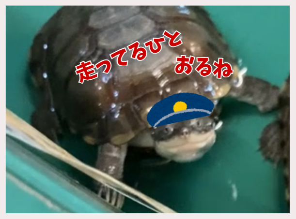 バスの運転手さん(仮)